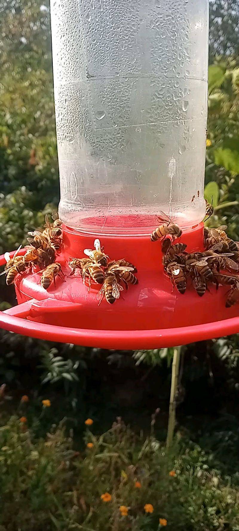 Bees And Wasps Take Over The Feeder