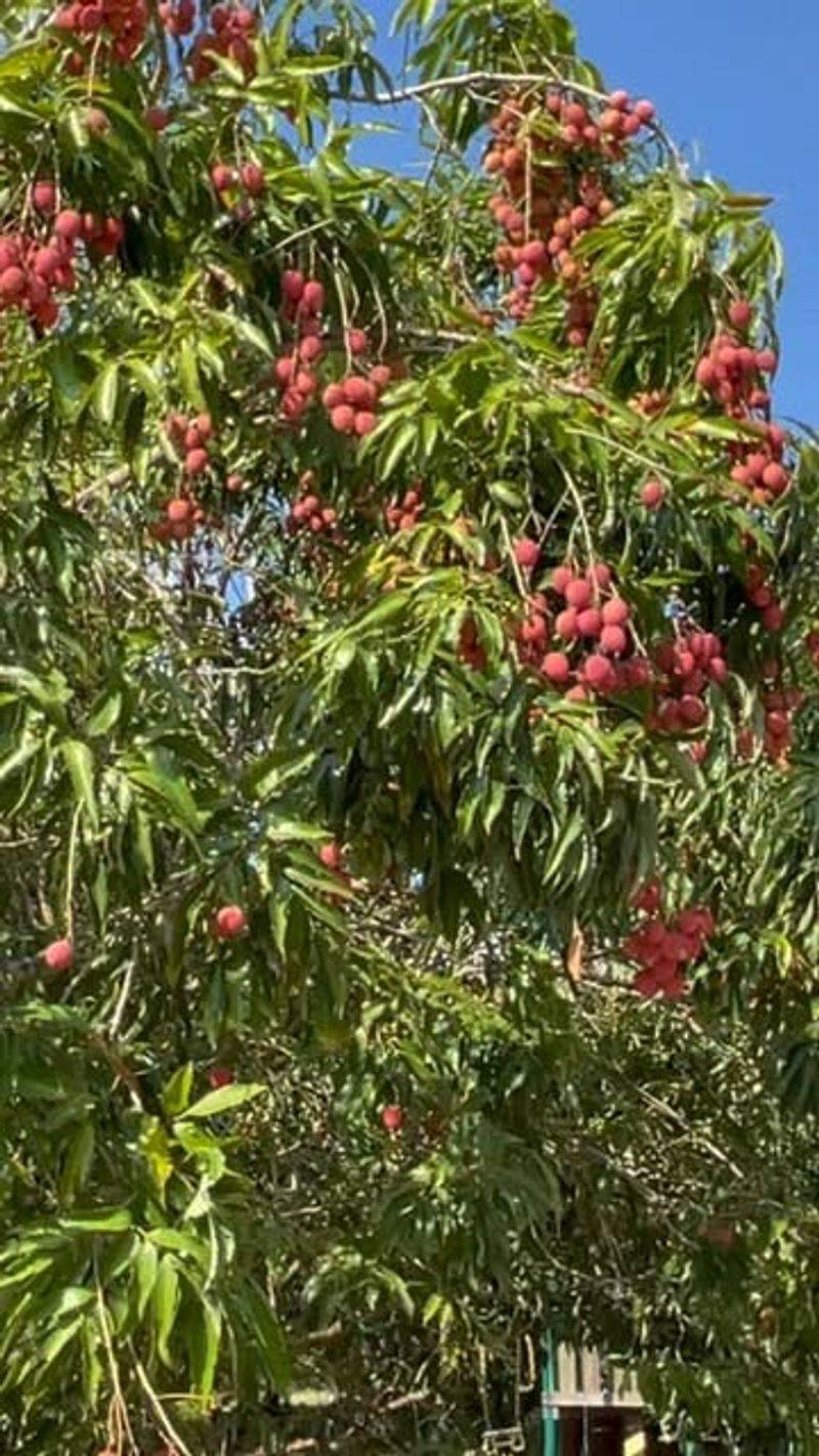 Lychee