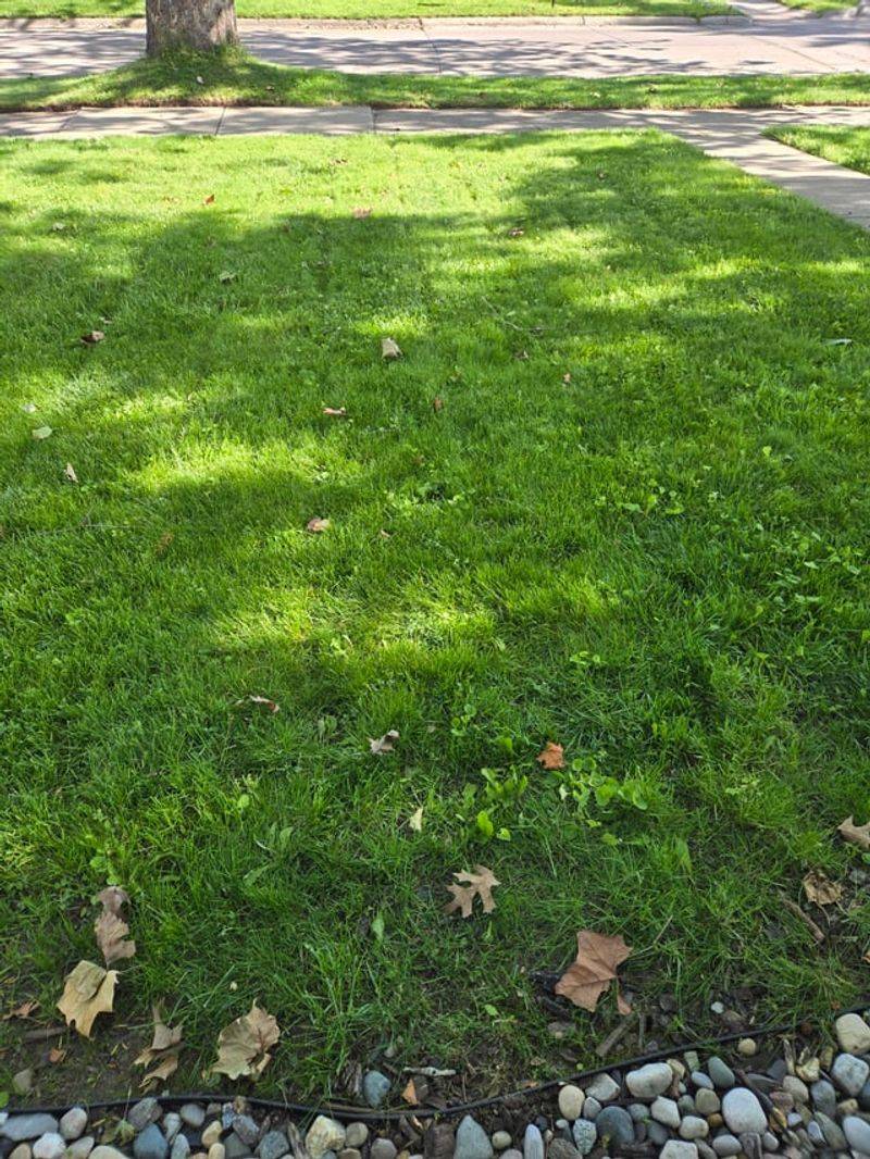 Using Summer Fertilizer Instead of Fall Formulas