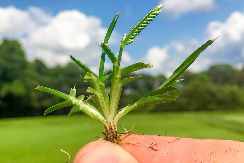 Skipping Weed Control Treatments
