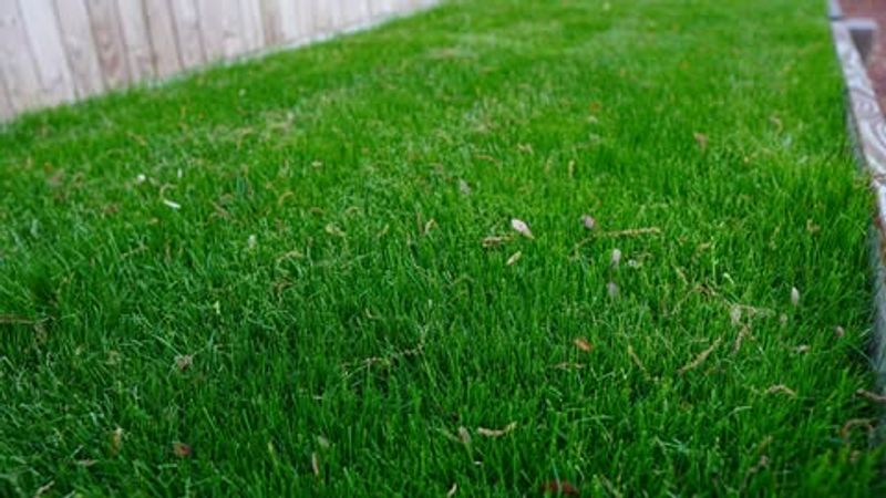 Using The Wrong Grass Seed