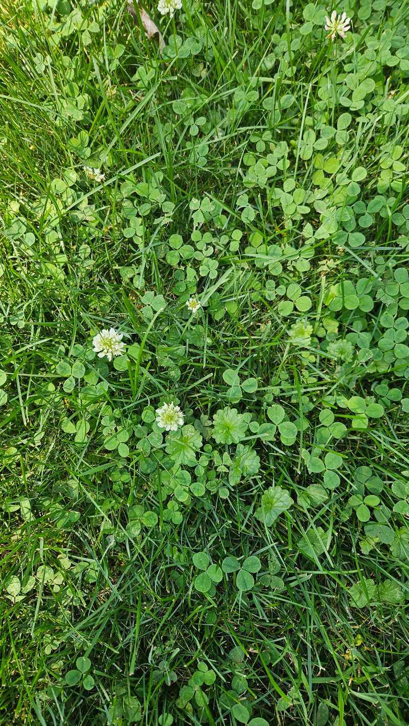 Forgetting Weed Control