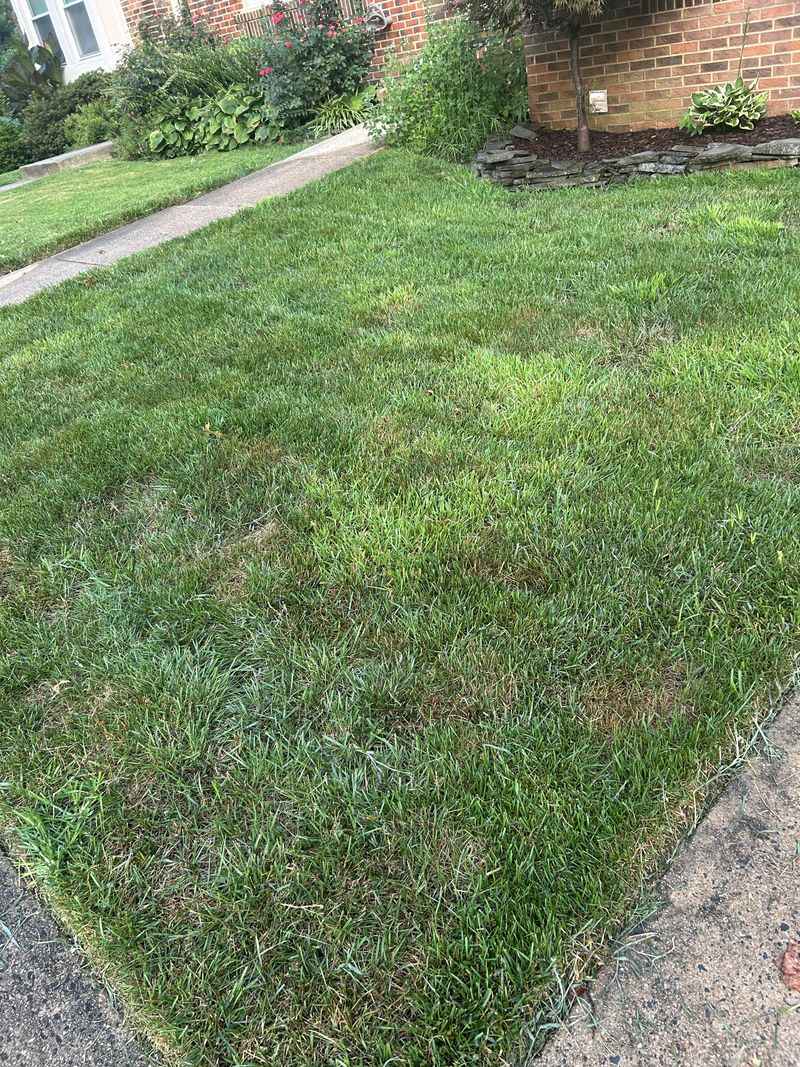 Cutting Grass Too Short