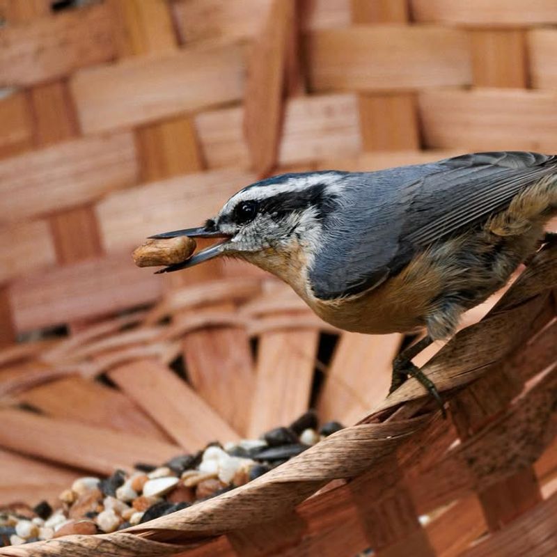 Using Feeders With Sharp Edges
