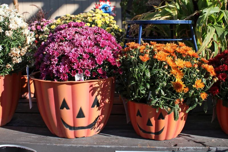 Assuming All Mums Bloom At The Same Time