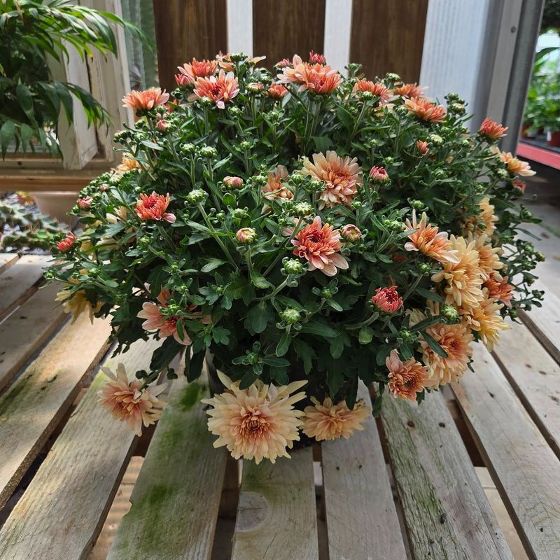 Forgetting About Container Drainage