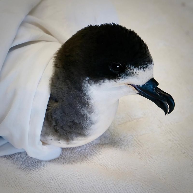 Hawaiian Petrel (Ua'u)