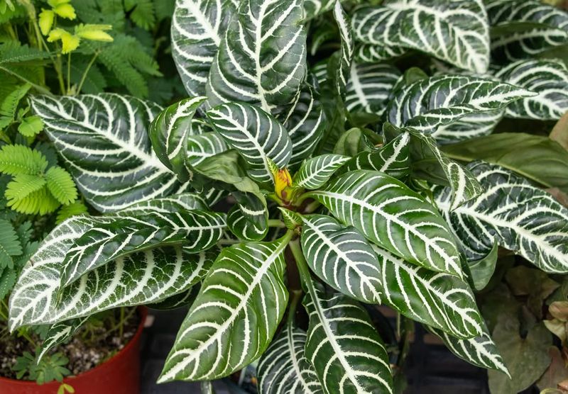 Zebra Plant