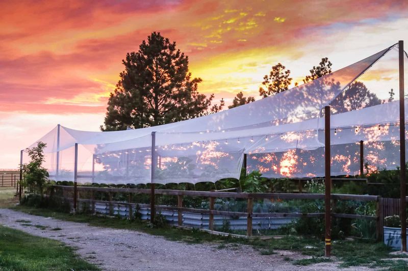 Decorative Netting Unsuitable For Vegetable Gardens