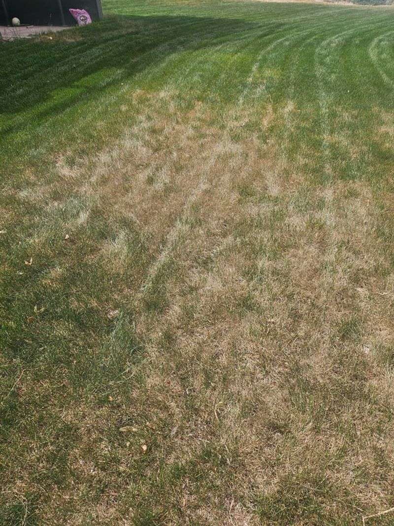 Reduces Fungal Diseases Safely