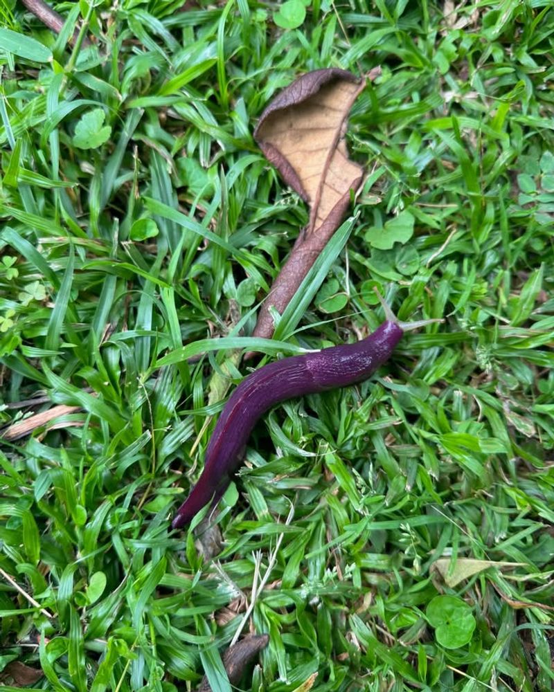 Deters Garden Pests Naturally