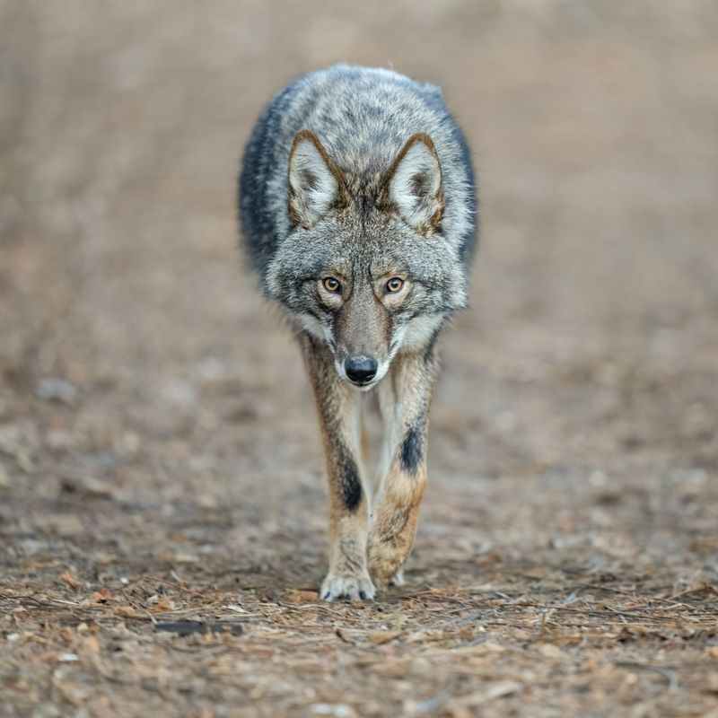 Don't Assume A Coyote Is Rabid Or Sick
