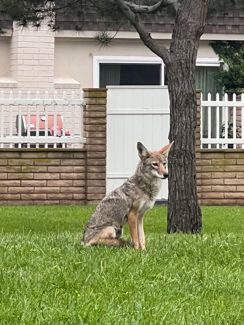 Don't Ignore Repeated Sightings In Your Neighborhood