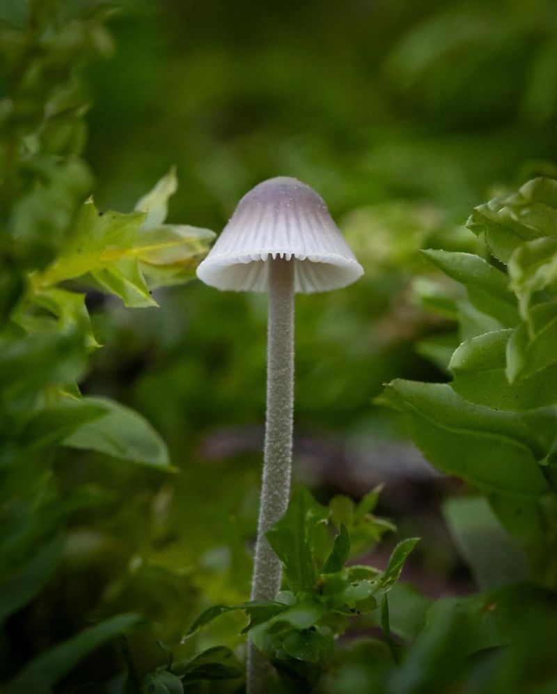 Take Clear Photos For Identification Purposes