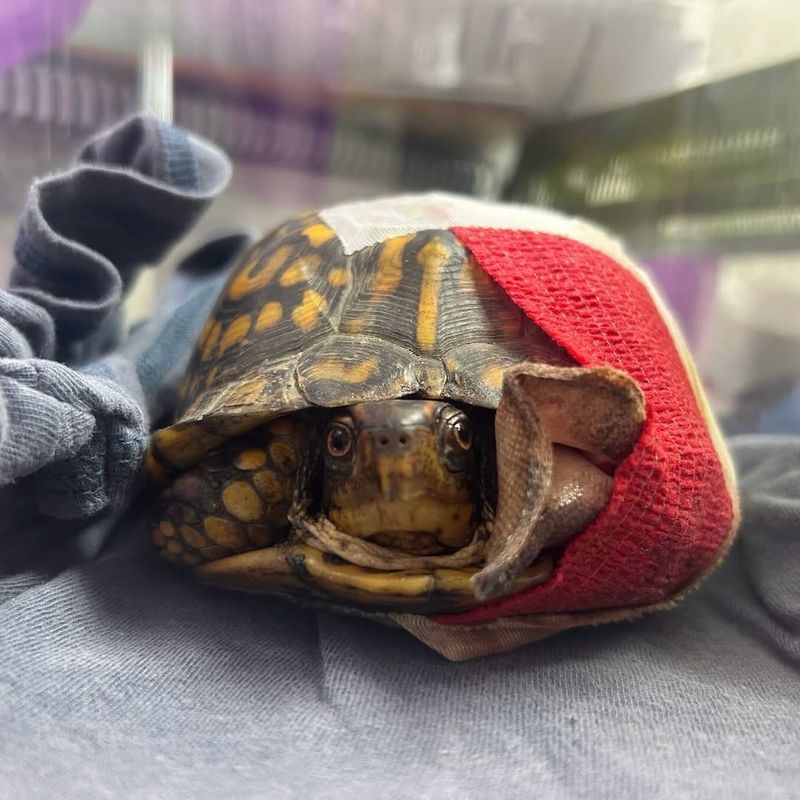 Check For Injuries Or Illness