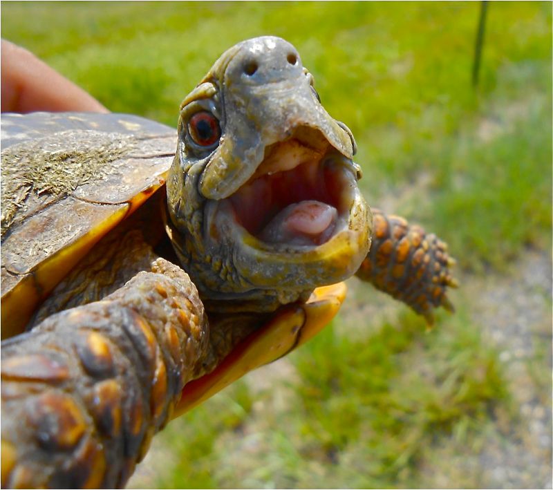 Contact Wildlife Experts for Injuries