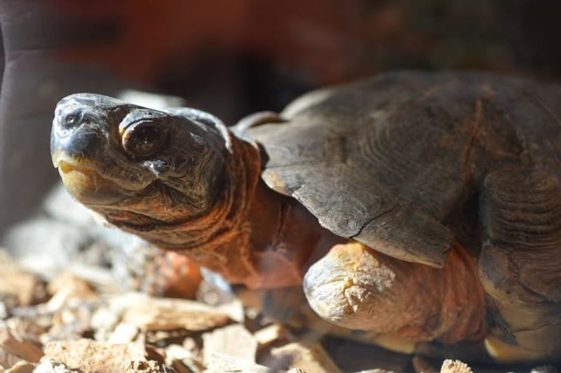 Make Your Garden Safer For Native Turtles