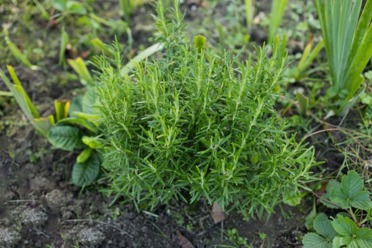 rosemary plant