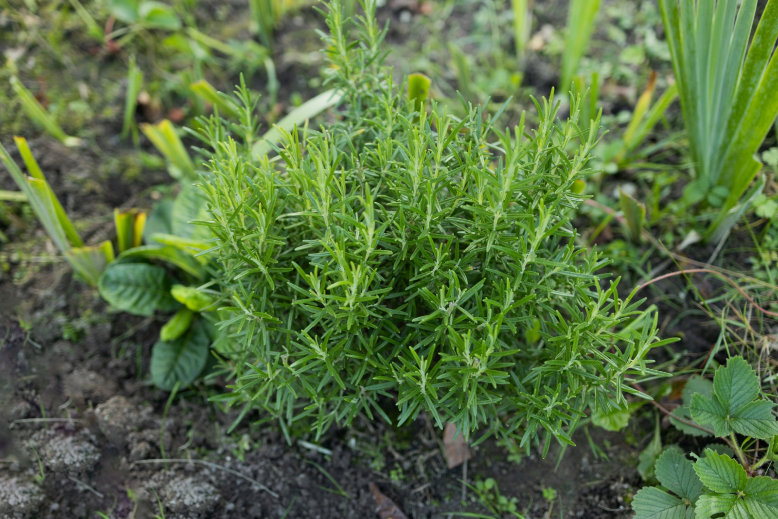 rosemary plant