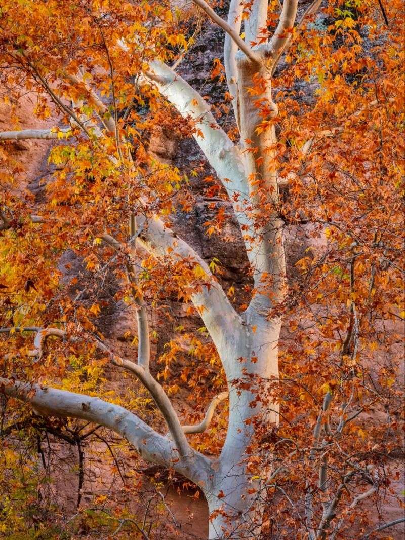 Arizona Sycamore