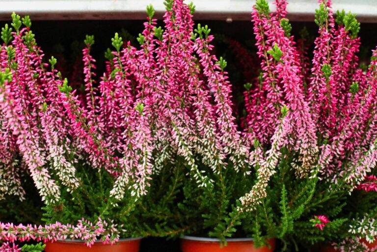 pink and white common heather flowers growing in pots