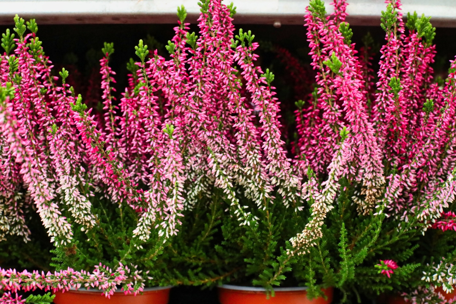 pink and white common heather flowers growing in pots