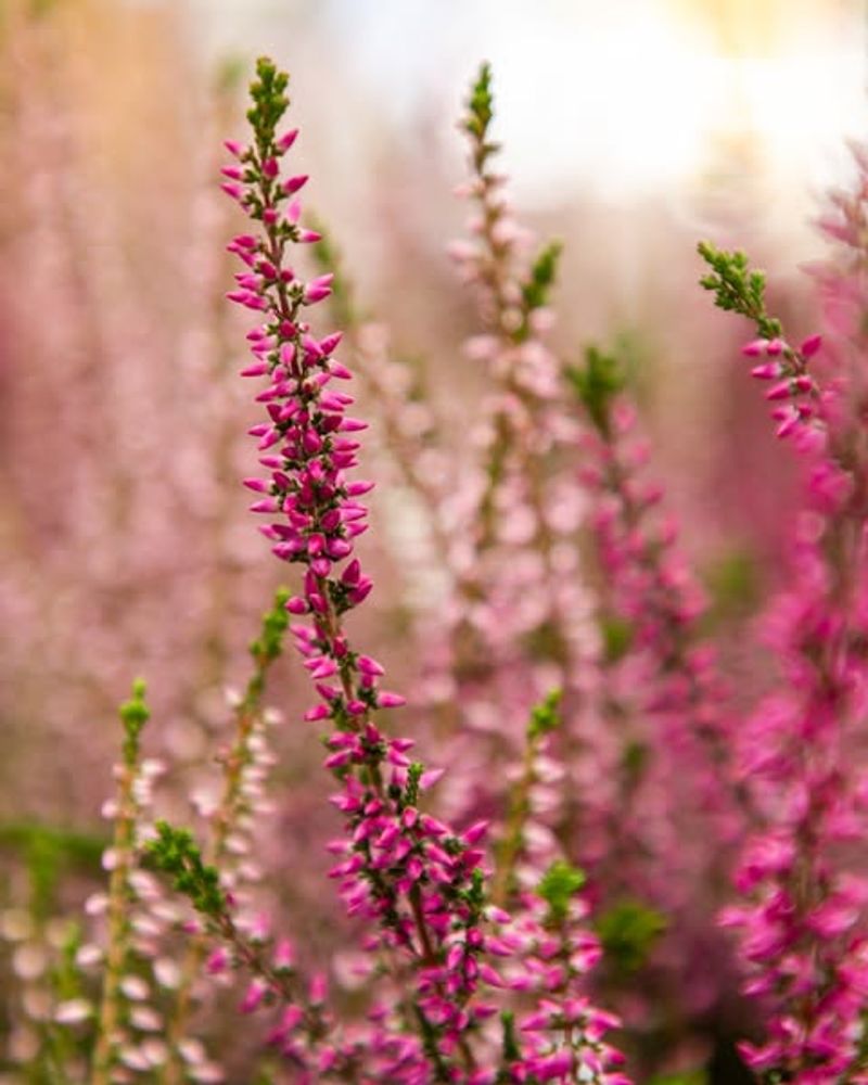 Survives Cold New York Winters Without Protection