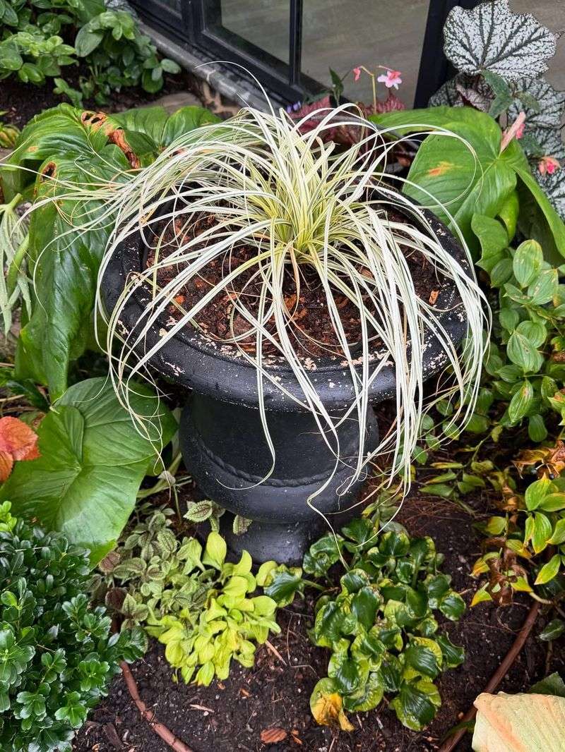 Carex 'Evergold'