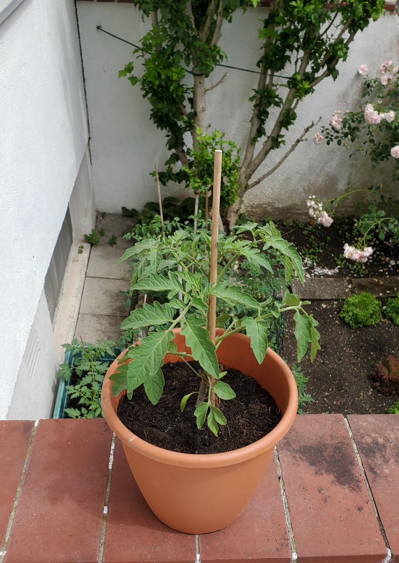 In Containers Without Proper Drainage Holes