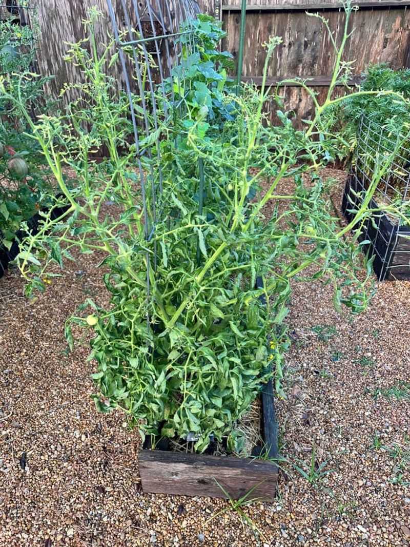 Windy, Exposed Corners Of Your Yard