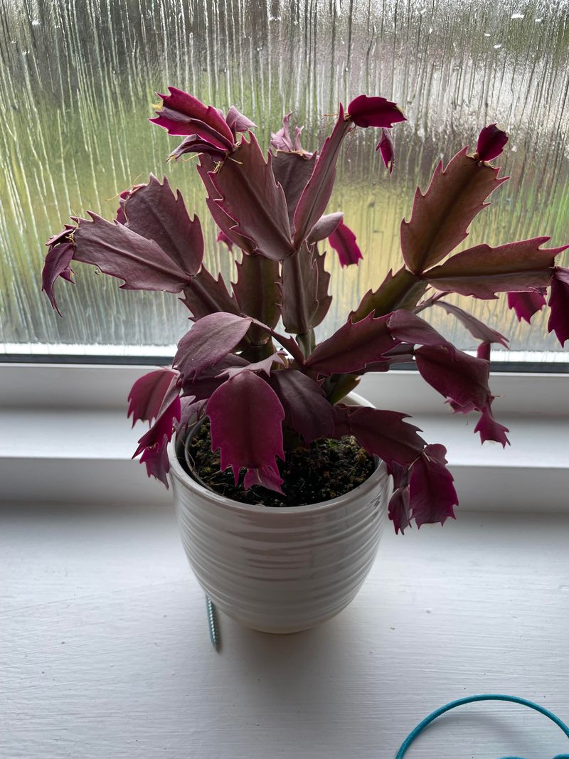 Leaves Start Showing Red Or Purple Tints
