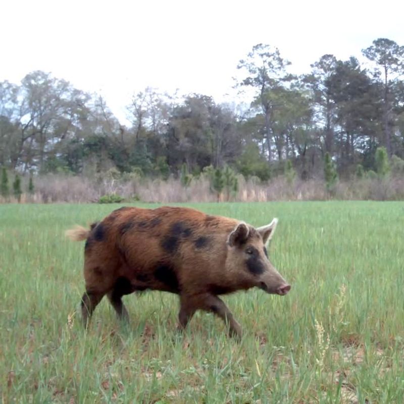 Wild Hogs