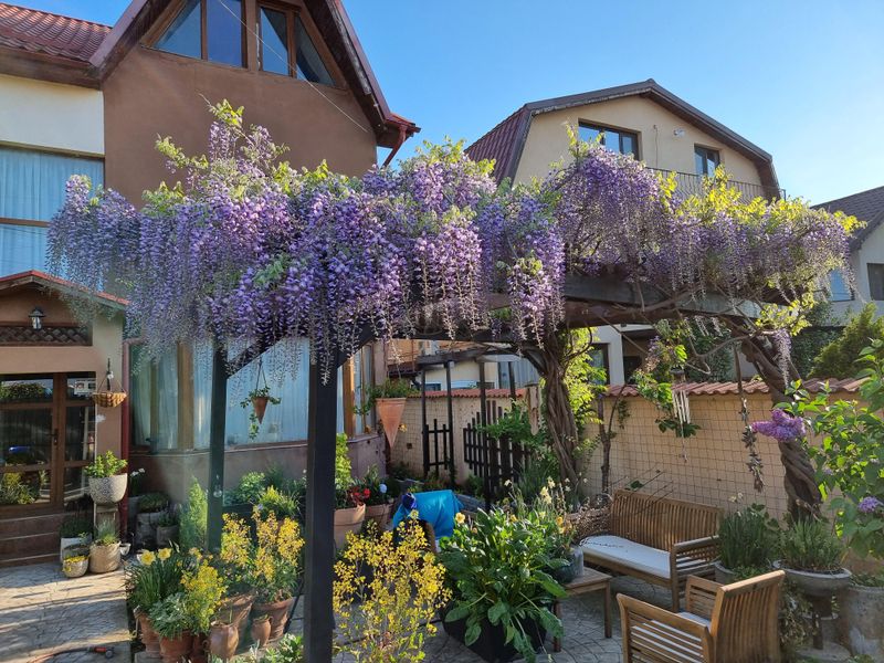 Root Damage from Fertilizer Salts