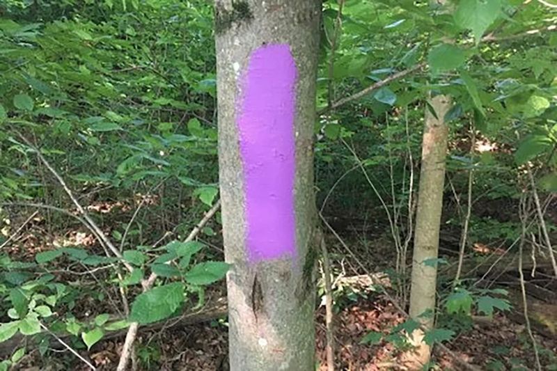 Timber Harvest Identification