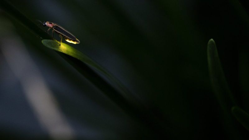 Climate Change Alters Emergence Timing