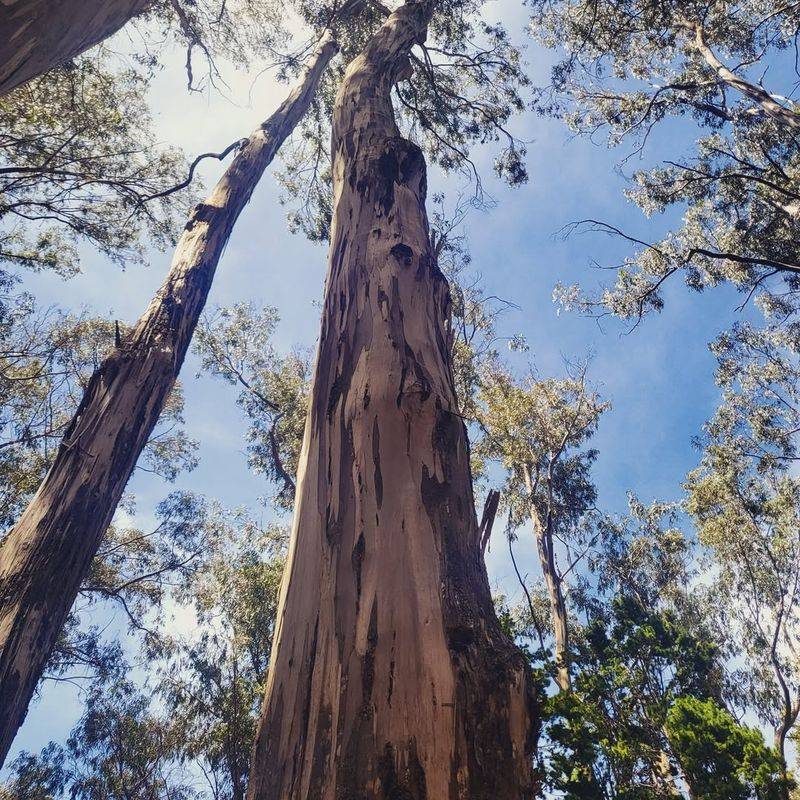 Eucalyptus Tree
