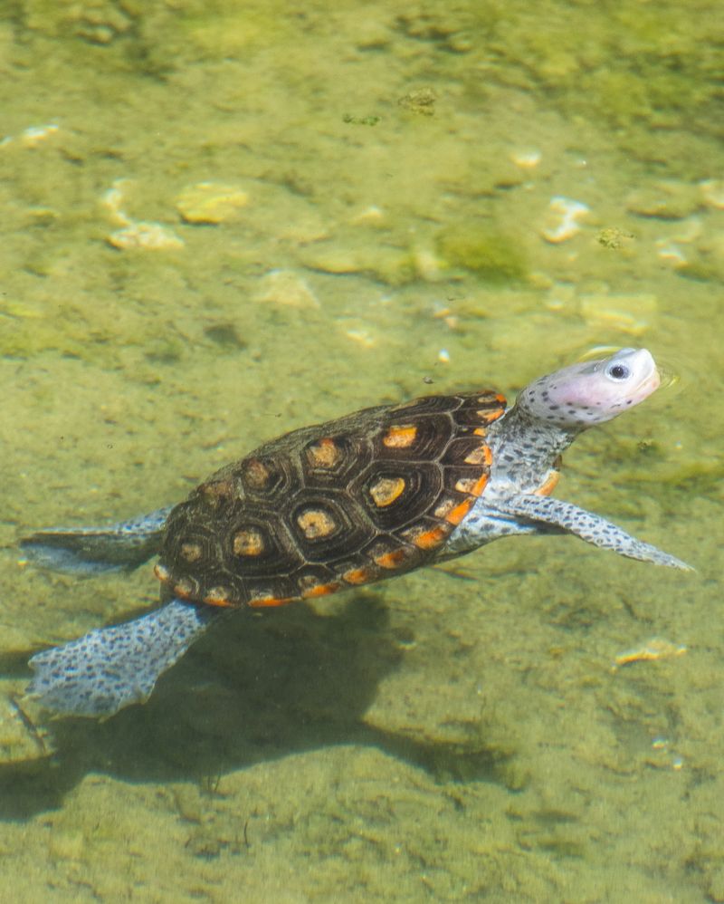 Diamond-Backed Terrapin