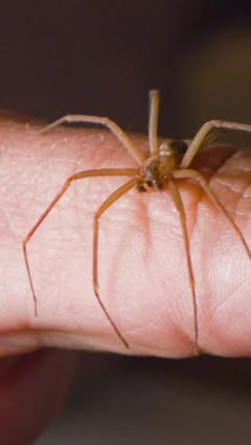 Brown Recluse Spider