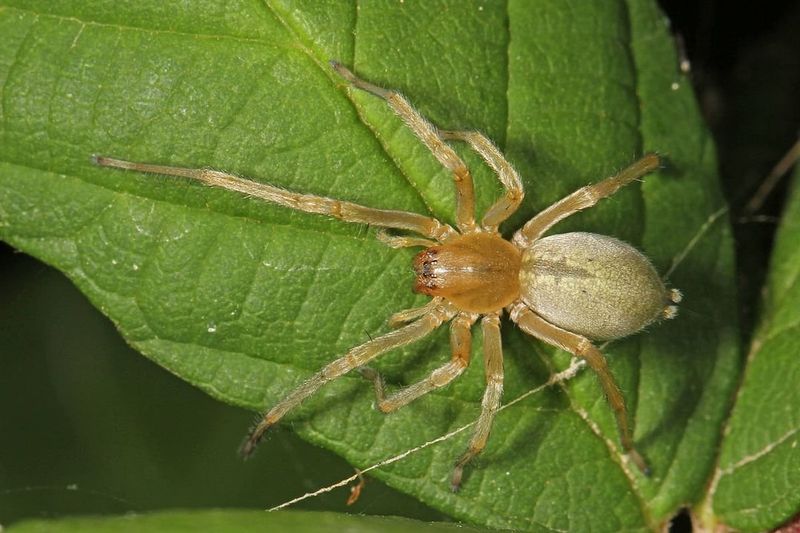 Yellow Sac Spider: The Indoor Invader