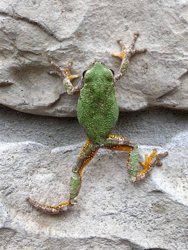 Gray Treefrog