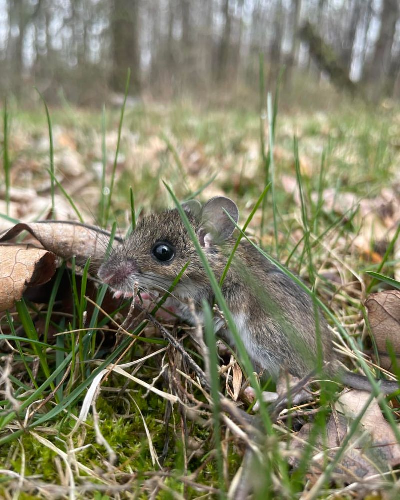 White-footed Mouse