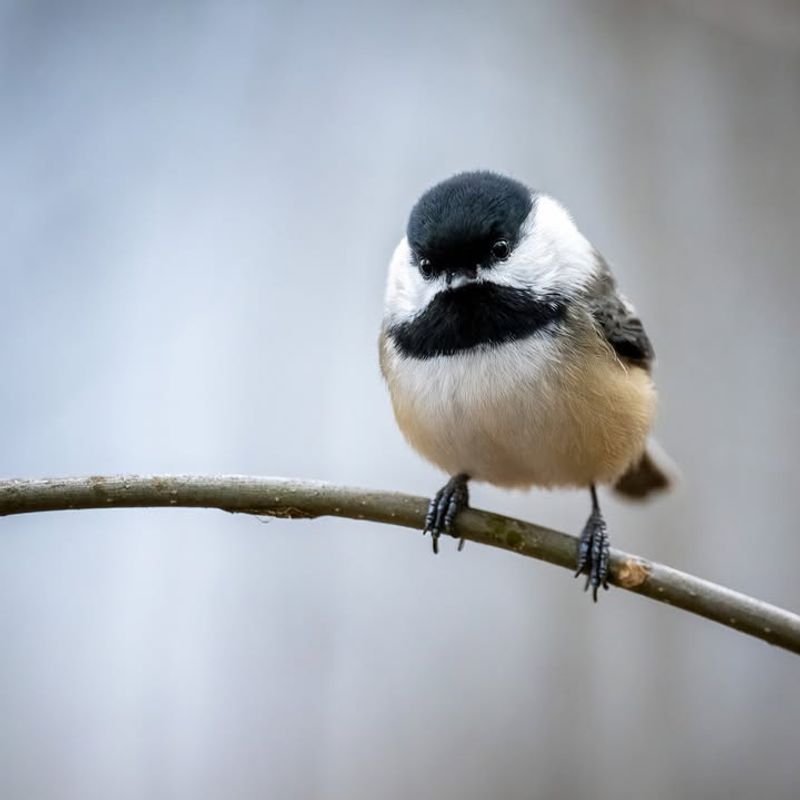 Black-Capped Chickadee
