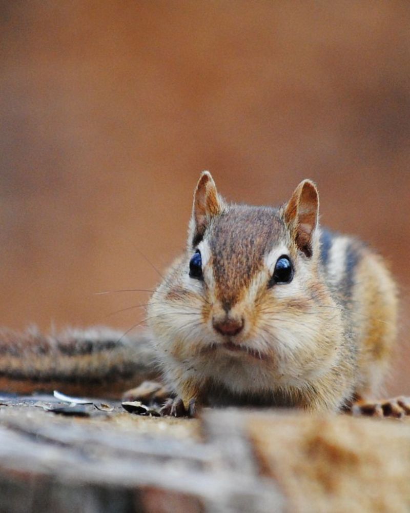 Eastern Chipmunk