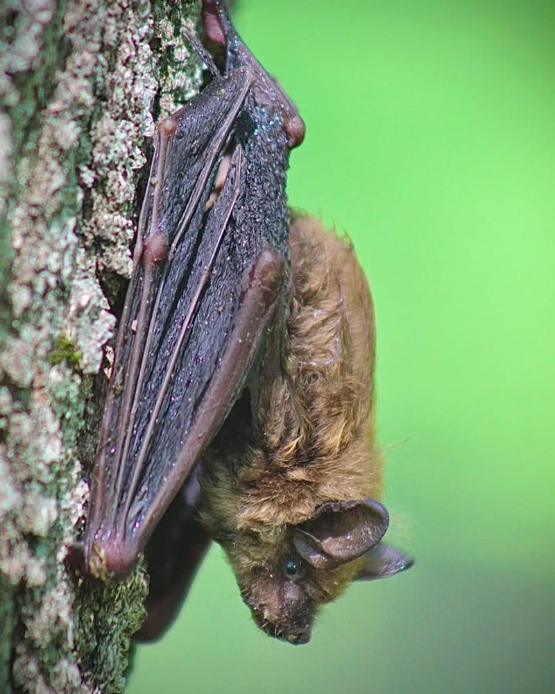 Big Brown Bat
