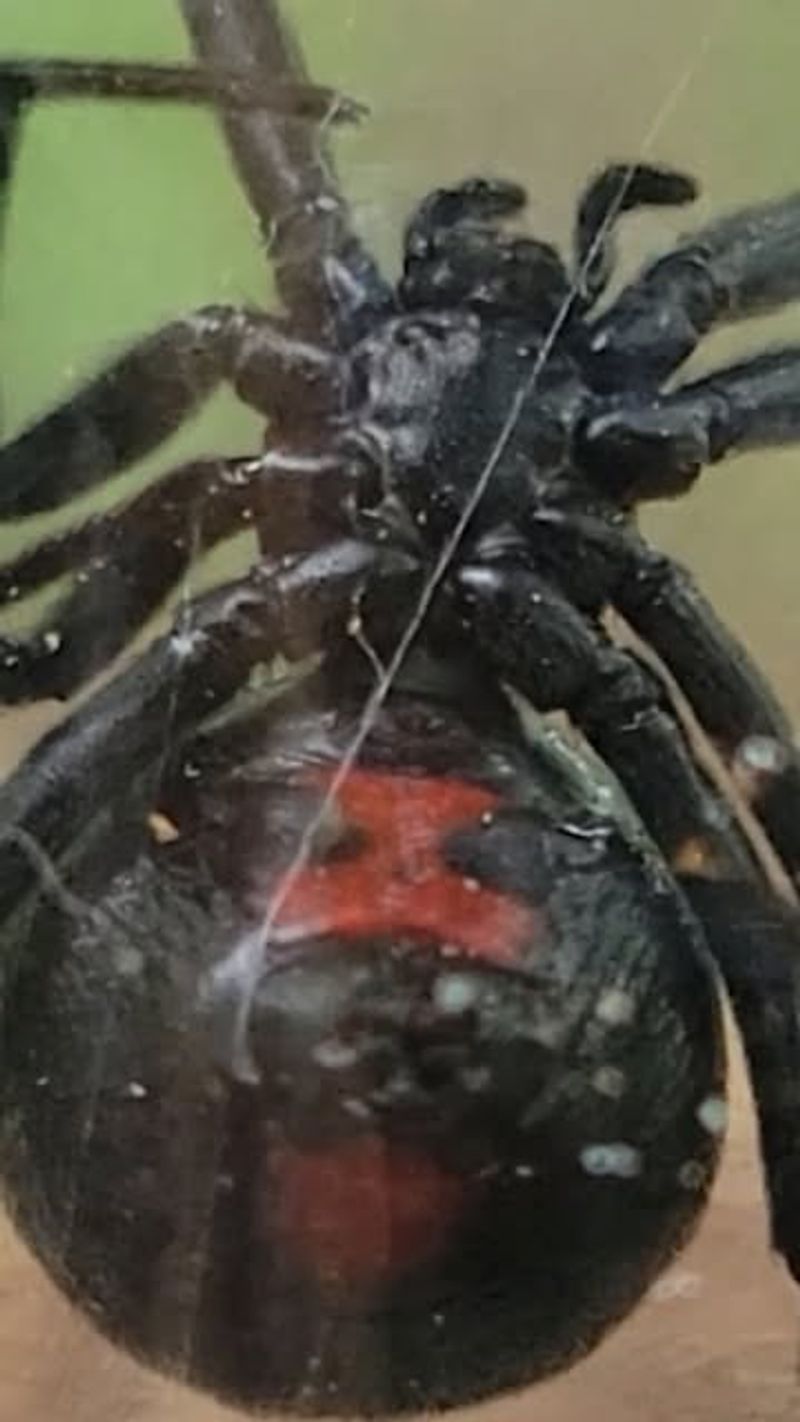 Black Widow Spider