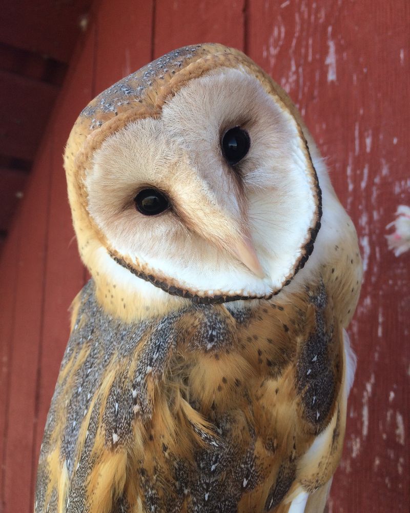 Barn Owl