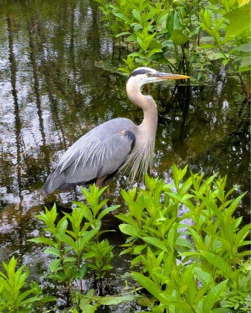 Great Blue Heron