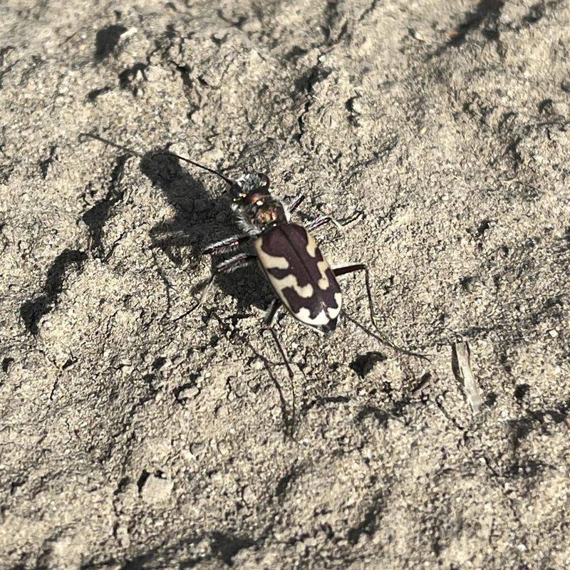 Puritan Tiger Beetle