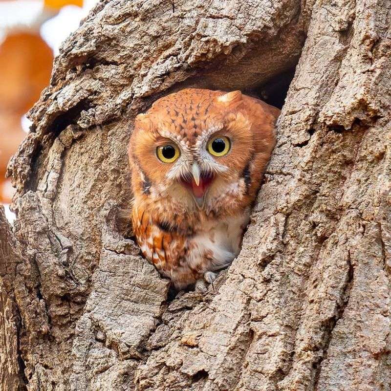 Eastern Screech Owl