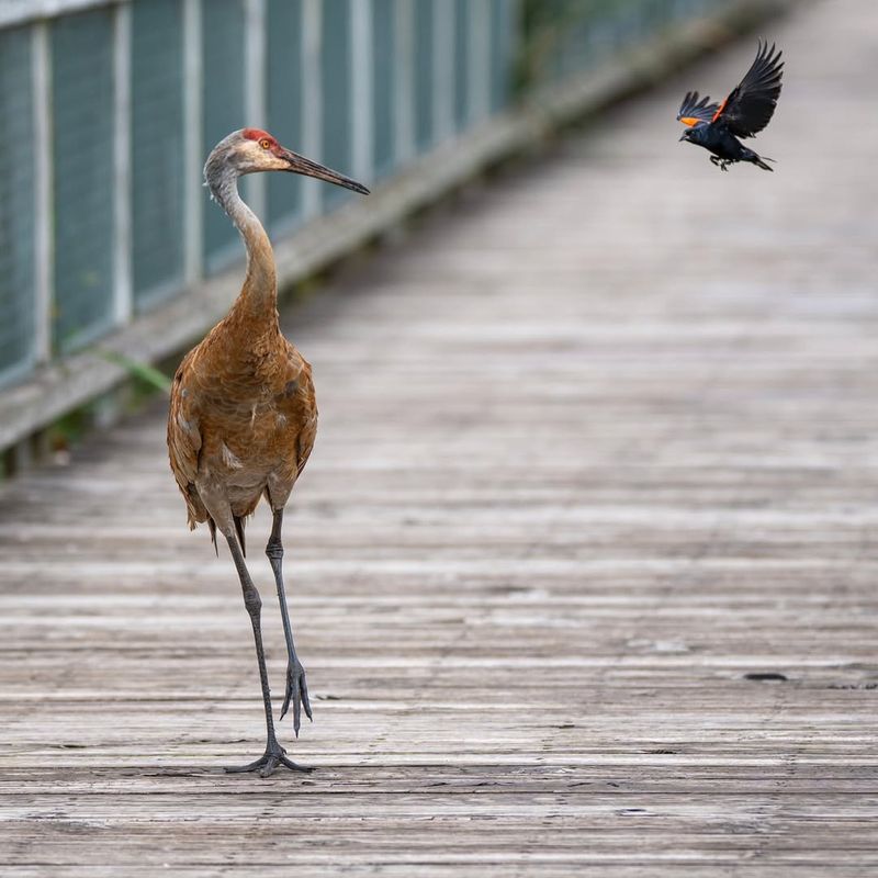 Sandhill Crane